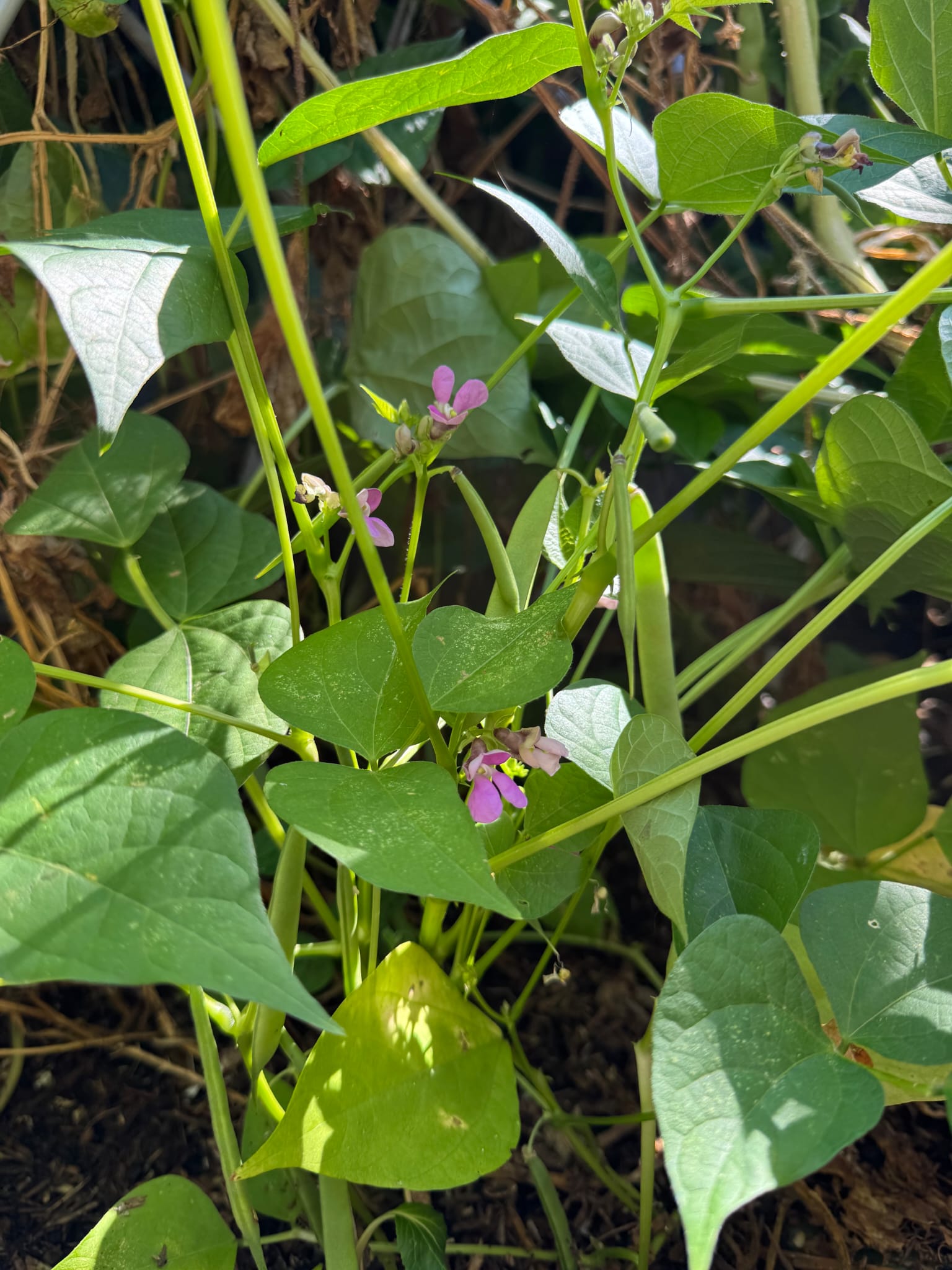 Lush bean plants growing in the garden